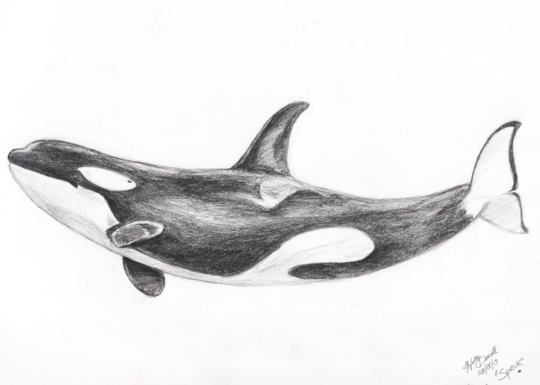 Speck the orca.